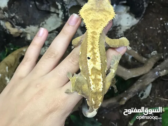 Adult male gecko