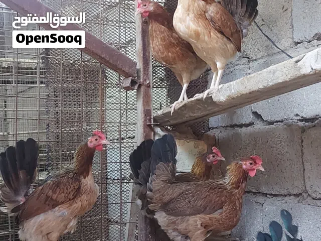 دجاج عرب كويتي