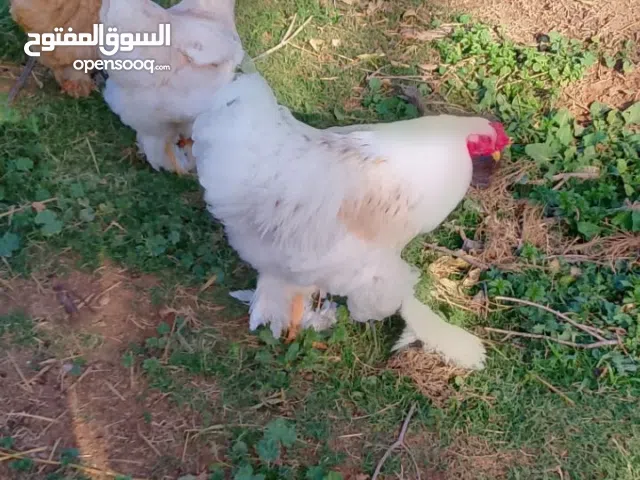 كوبيه للبيع