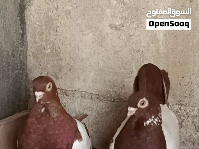 جوزين شغالات مزهورات حمر جلوڤ بيض مزهور اصفر للبيع