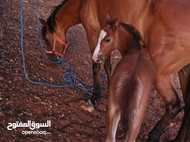 فرس وراها مهره وبغله بصلاة على سيدنا محمد للبيع