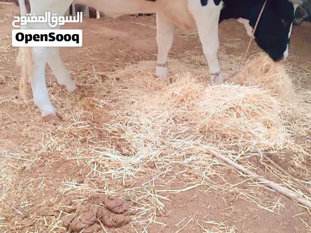 طروقه للبيع بسم الله ماشاء الله