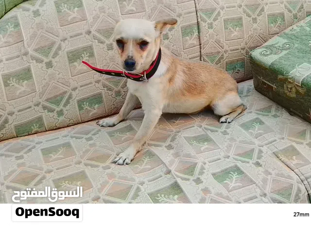 دكر تشواو ربي بارك يعلب ونشاط وخالي من الامراض طرابلس سوق الجمع