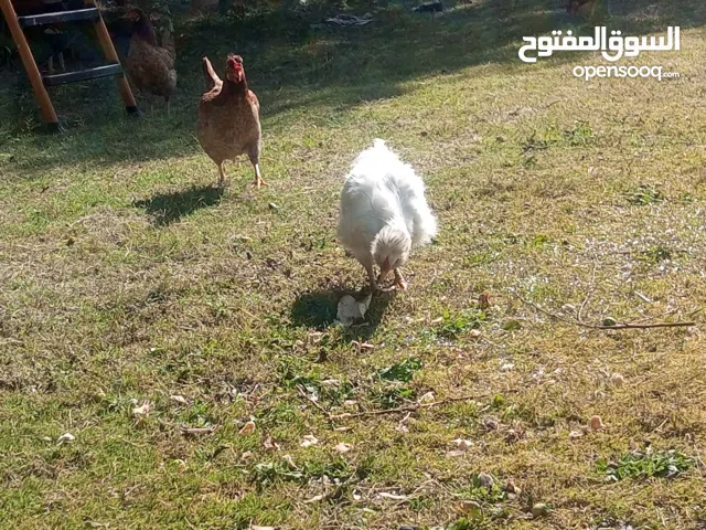 دجاجه يابانيه. ام فرو. للبيع