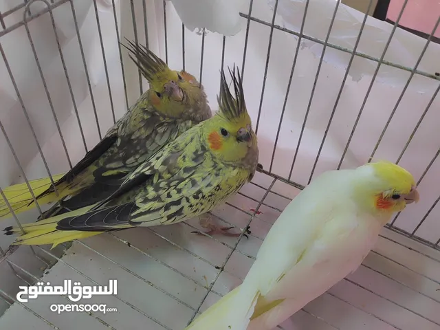 كوكتيل شباب ايزابيل ولاتيني وذكر حبشي