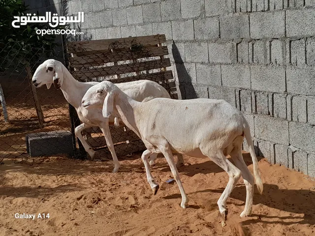 2نعاج  عشار مبينات خوات توميات ربي يبارك سنهم اول جمع محصنات وسليمات من العيوب والامراض