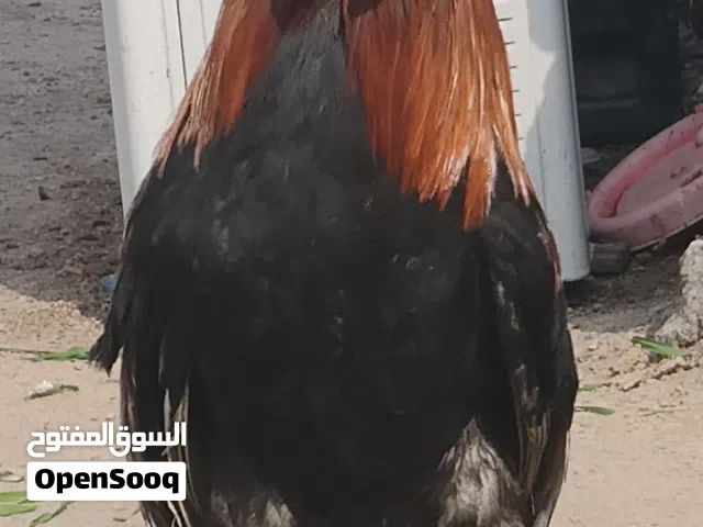 دجاج عرب أصلي