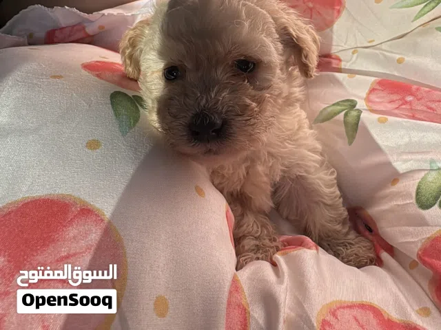 كلب شتزو للبيع ذكر