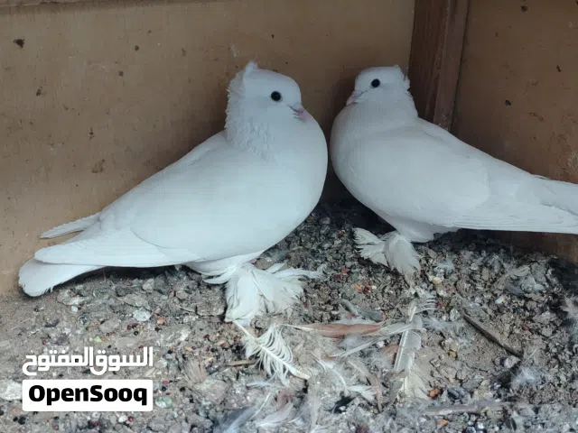 حمام للبيع كل زوج وسعرة