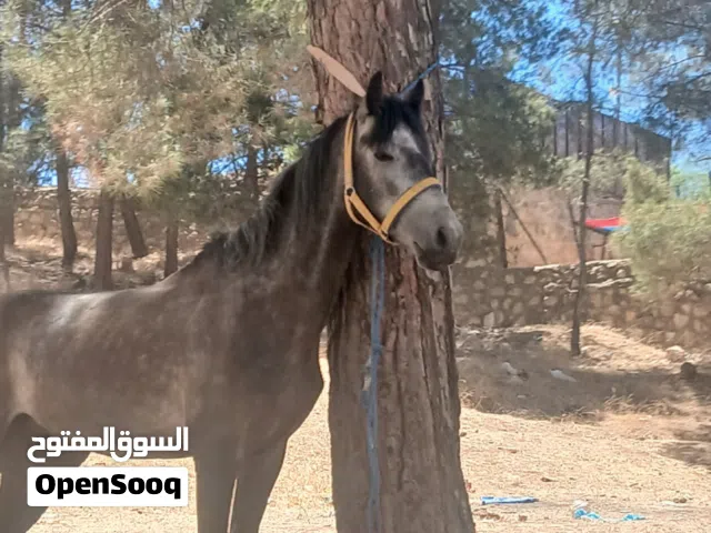 حصان للبيع العمر 4 سنوات