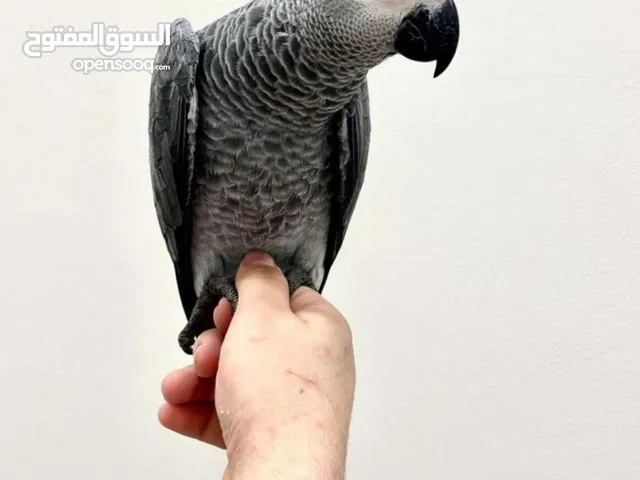 السلام عليكم ببغاء كاسكو عمره سنة صحته ممتازة نشيط ويحب يلعب ويطير يتكلم ويقول بعض الكلمات
