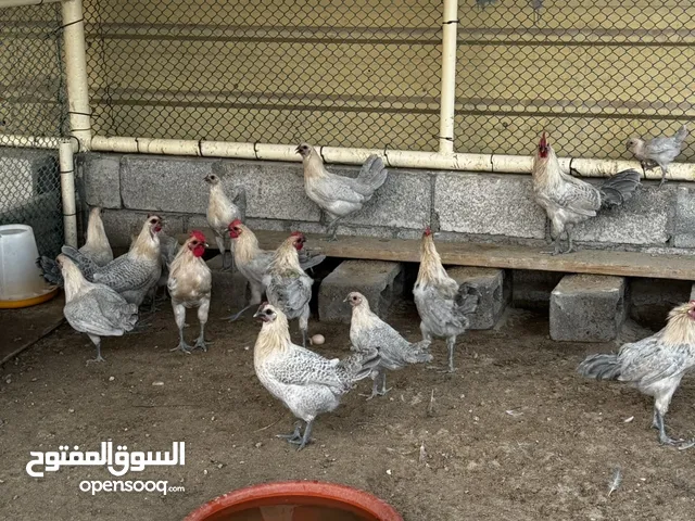 دجاج فيومي سلفر بيور