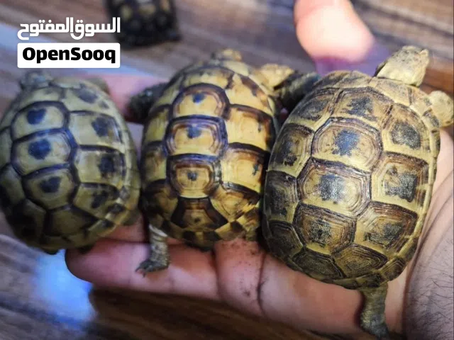 سلاحف يونانيه