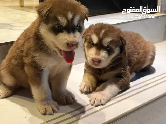 هاسكي مالموت جراوي