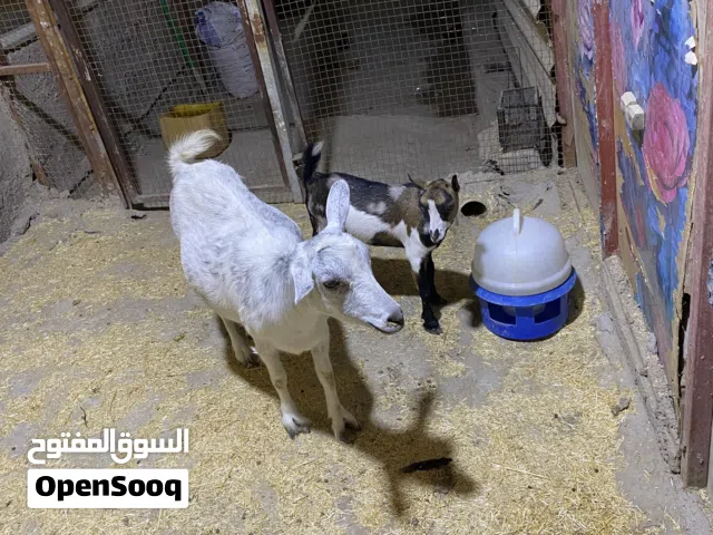 السلام عليكم صخله مكس اصليه حامل اسبوع او اقل من اسبوع وتجيب وياها فحل بلجيكي اصلي عمره 5 اشهر