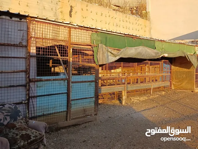 هنجر زينكو ثقيل وتيوبات معاه معالف اشي نخب