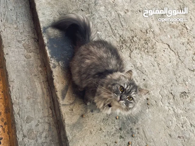 قطة شيرازي الله يبارك