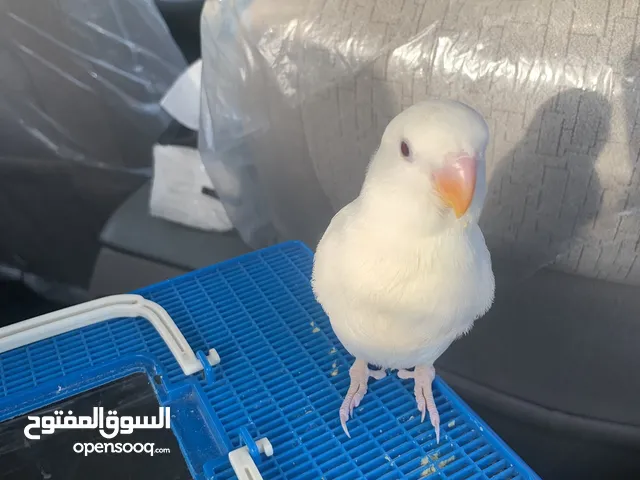 فرخ لاف بيرد نهاية غر اللون ابيض وعيون لون احمر وهدد داخل البيت للبيع بدون مستلزماته