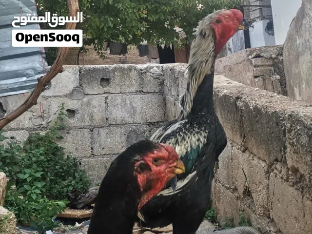 جاجتين وديك