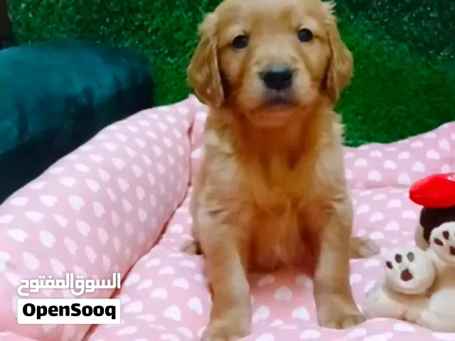Golden retriever puppy