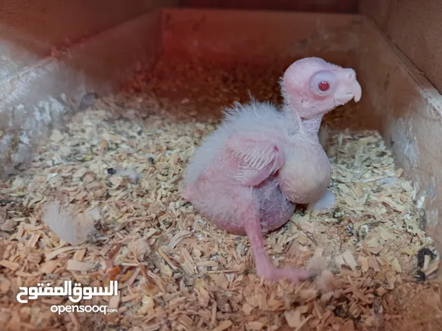 كوكتيل ألبينو تأكيل يدوى
