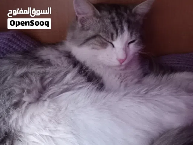 سيامي ذكر للبيع