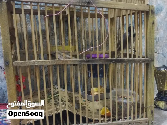 بلبل وحشي خشن ونضيف وصحه كلش حلو الأمن الداخلي