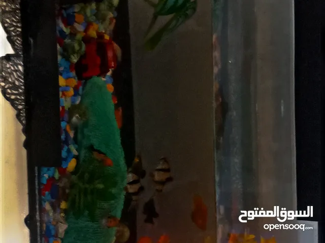 حوض سمك زينة