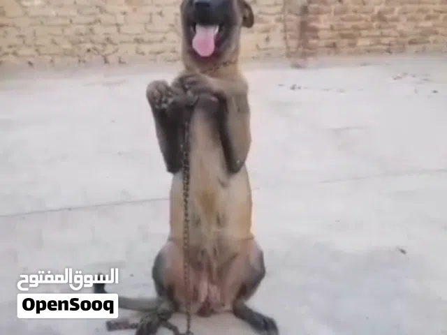 نتايه مالينو شربوني منتجه من الدرجه الأولى  داخله علي جواز قريب ان شاءلله مدربه طاعه وحراسه قويه جدا