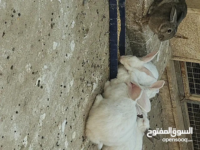ارانب فرنسي وبلدي