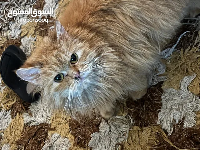 قطه بيرسيان عمرها عشر شهور حامل ب اربع كيتينس للتبني  Pregnant Persian cat for adoption