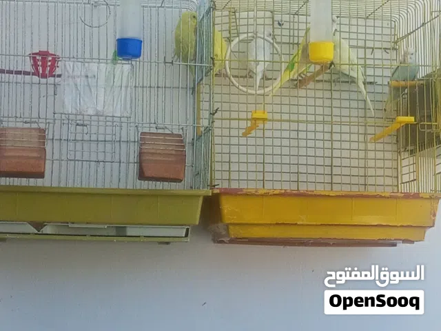 جوز حب شغالات  معاهم خمس فراخ اربع شهور