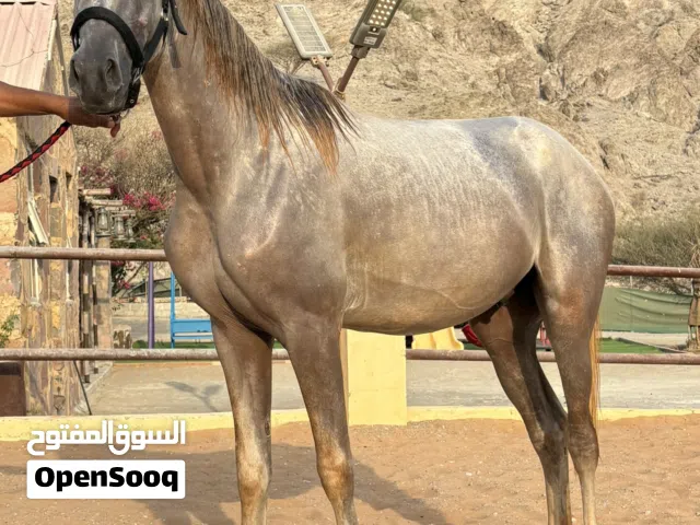 فحل عربي للبيع
