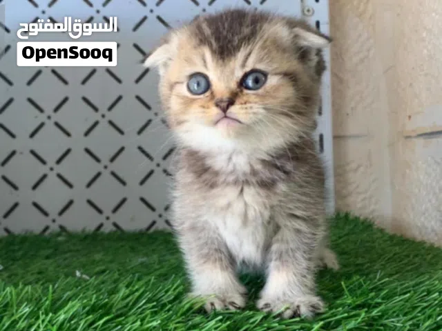 سكوتش فولد ذكر إذن مطويه وأرجل قصيرة