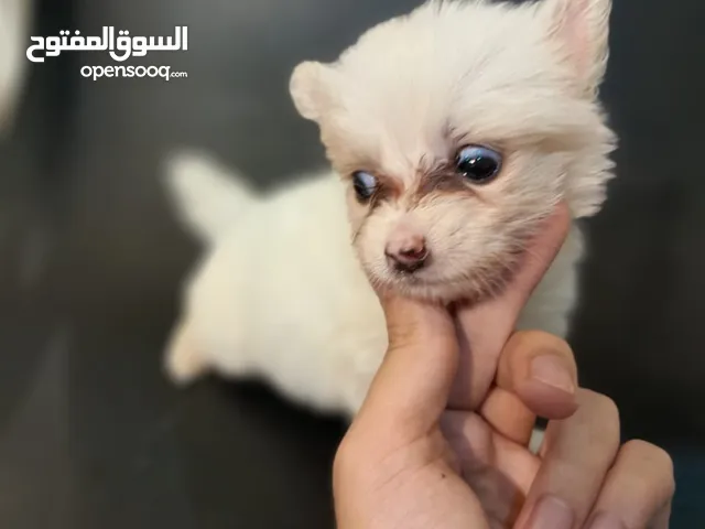 جرو بمورينين ميني حجم نادر