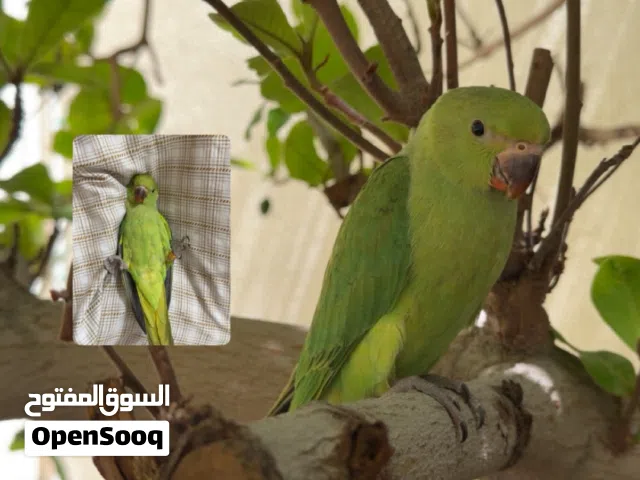 ببغاء الدره الهندي عمره شهرين و اسبوع و اييك و يركب على اليد و ينام و مافيه  عض او خوف محتاج فلوس