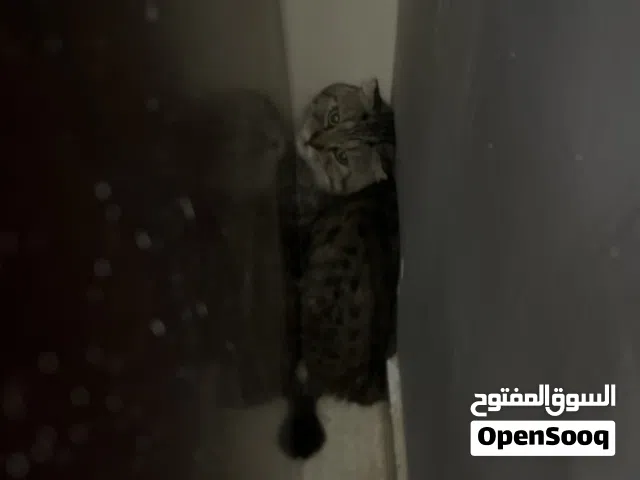 قطو سكوجفولد ذكر