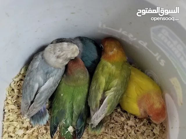 فروخ لوف بيرد2 حبه+فشير 3حبه+حجل باكستاني زوج 1