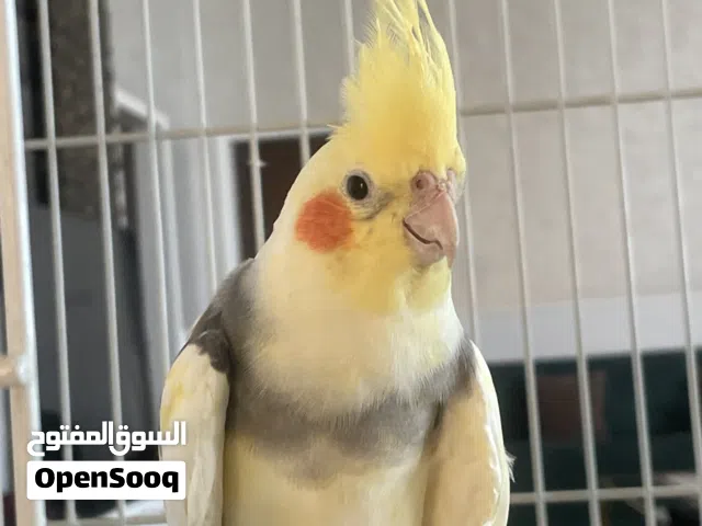 تواصلو واتس كروان عمره 10 اشهر ذكر مدرب