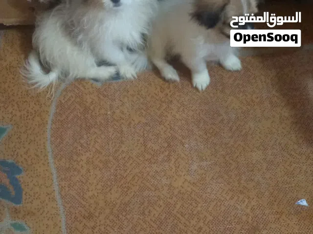 جريفون الاماني للبيع