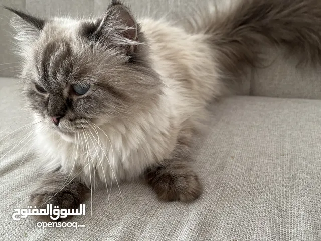 قطه شيرازيه جميله للتبني برسوم مخفضه