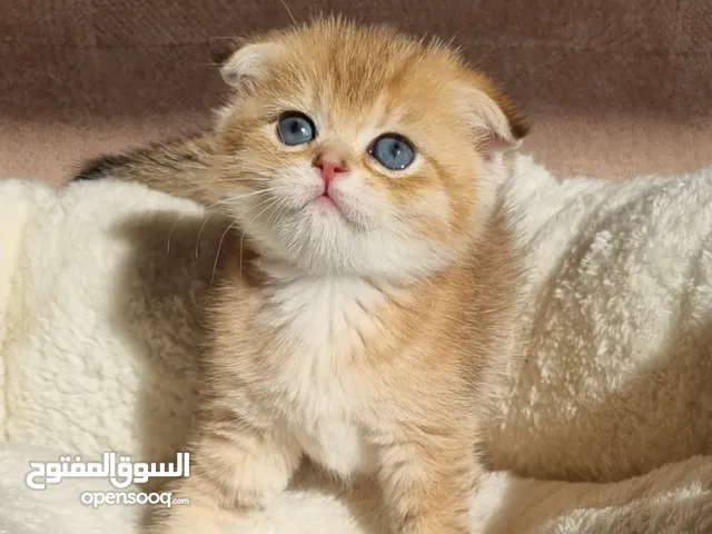 Golden kitties