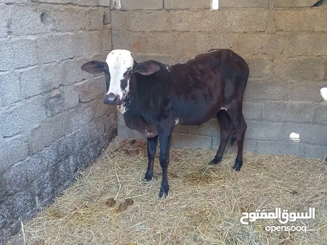 عجل مطعوم شهر للبيع