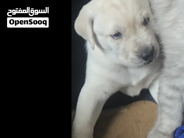 لابرادور  بيور  شكل خاص و فريد