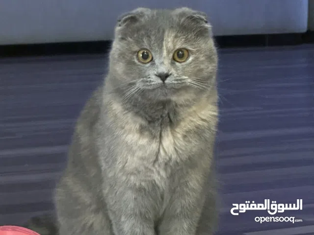للبيع قطة سكوتش فولد أنثى   لون رمادي