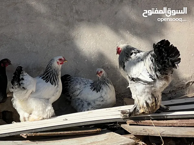 طقم براهيمي مستوا عااالي
