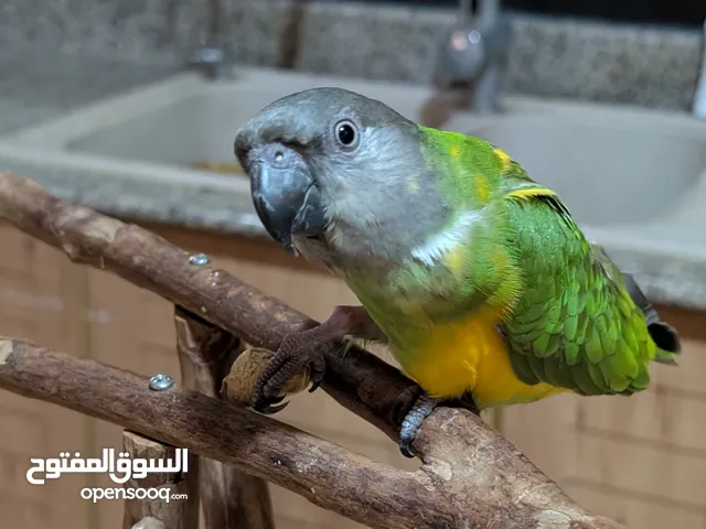 Senegal Parrot (1.5 years old)