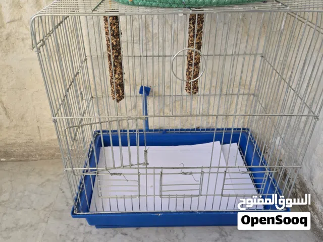 ببغاء جرين شيك للبيع فقط وليس للبدل  بعمر 5 أشهر مع قفص صغير أليف لايعض ابدا بطلع عل يد بس خواف
