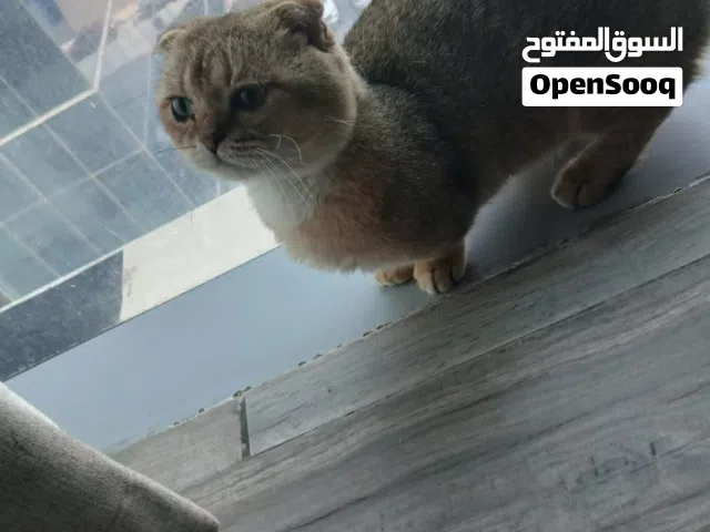 قط قزم مونشكن سكوتش فولد Munchken , Scotch fold ca