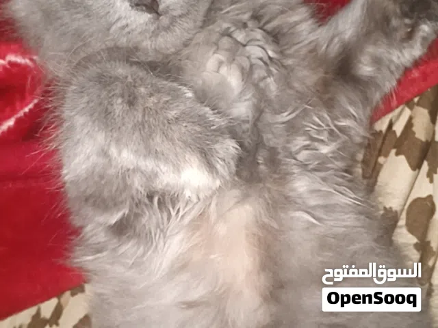 قطه شيرازي